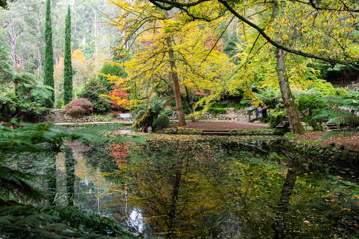 Garden Reflections