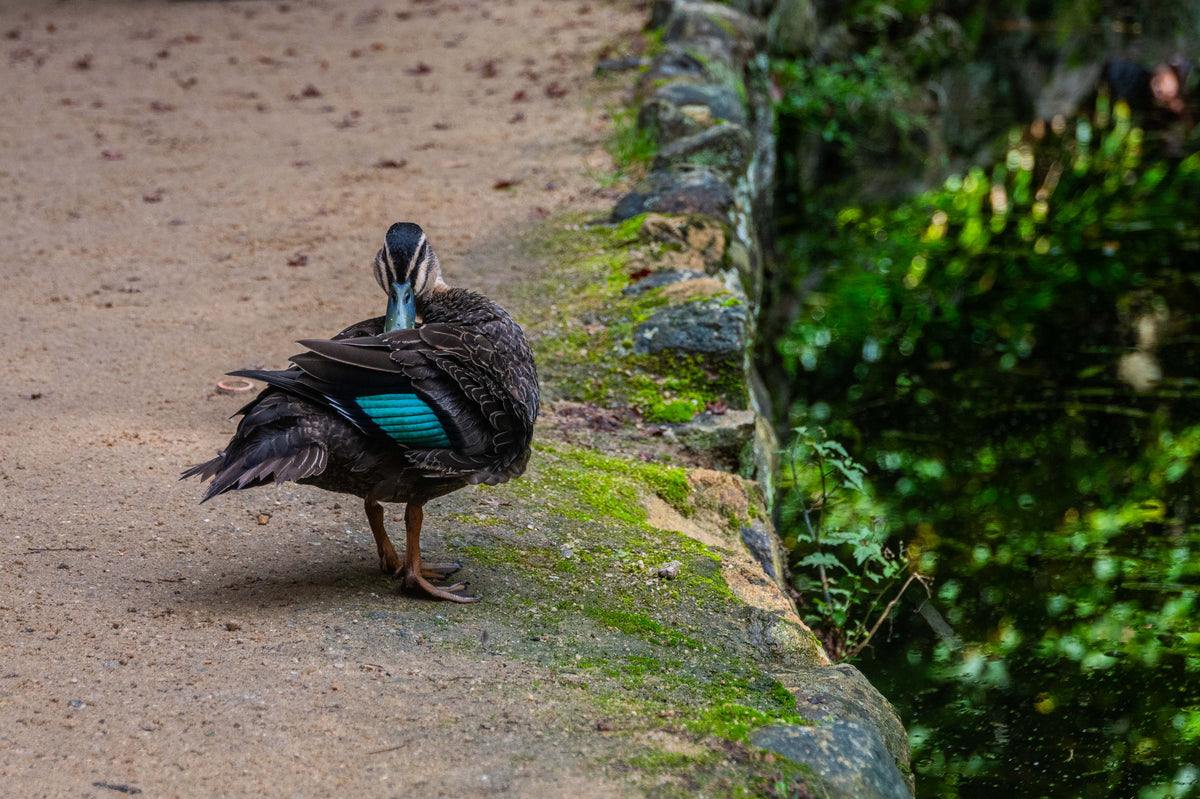 A Gentle Preen