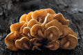 Forest Cluster