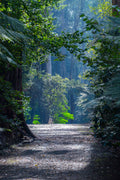 Into the Clearing