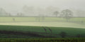 Morning Veil