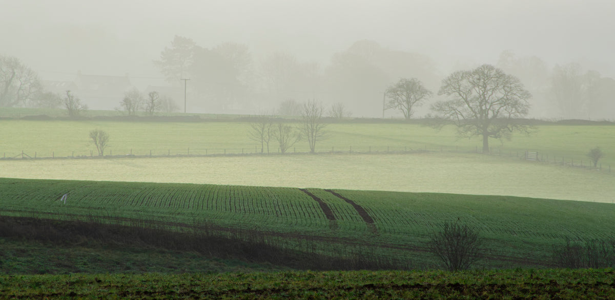 Morning Veil