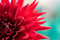 Red Dahlia