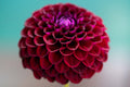 Crimson Dahlia