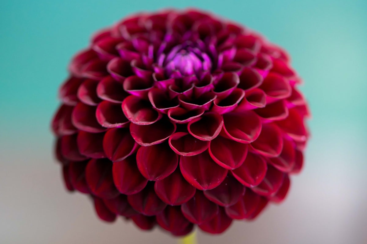 Crimson Dahlia