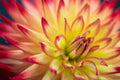 Dahlia Fire