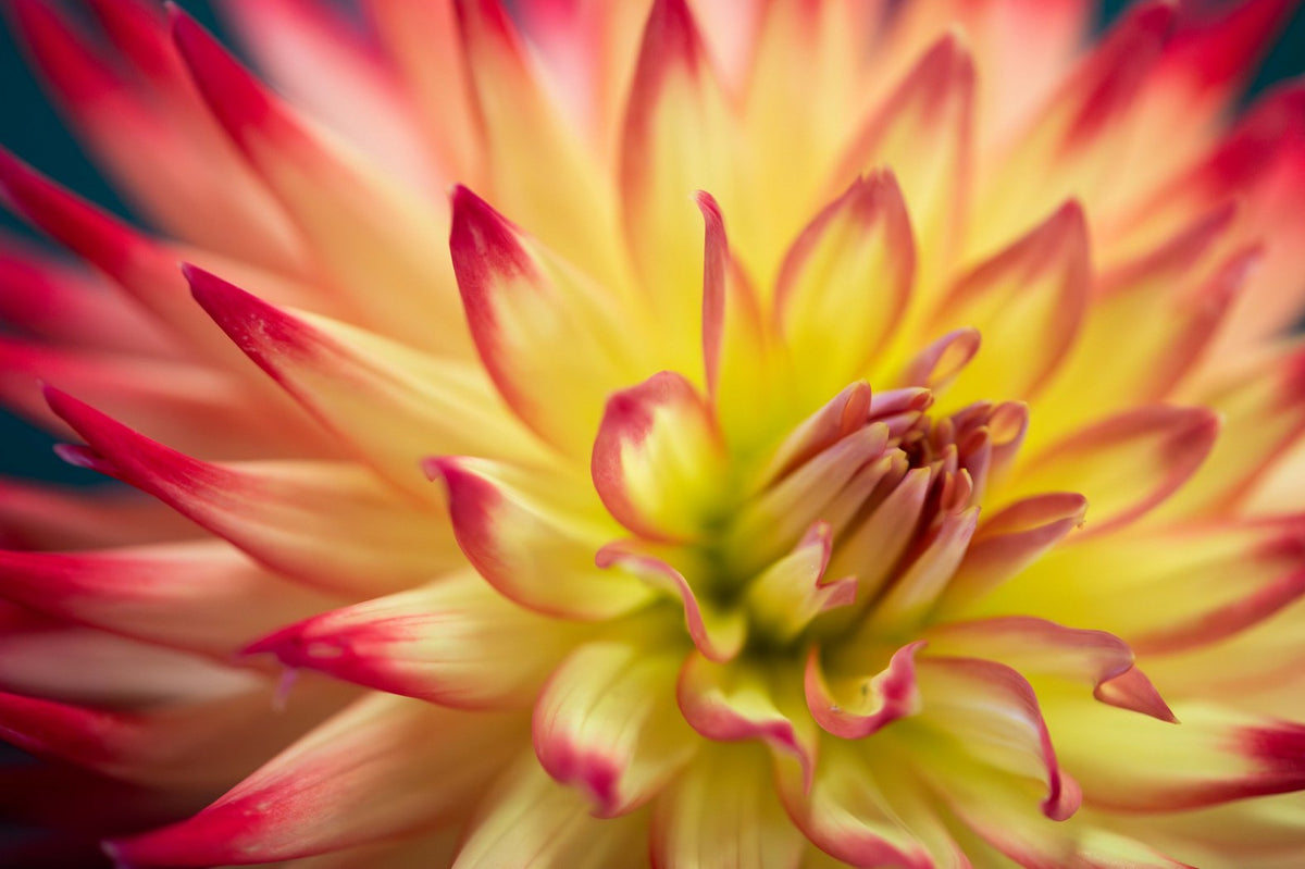 Dahlia Fire