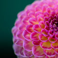 Lipstick Pink Dahlia