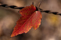Caught Between Seasons