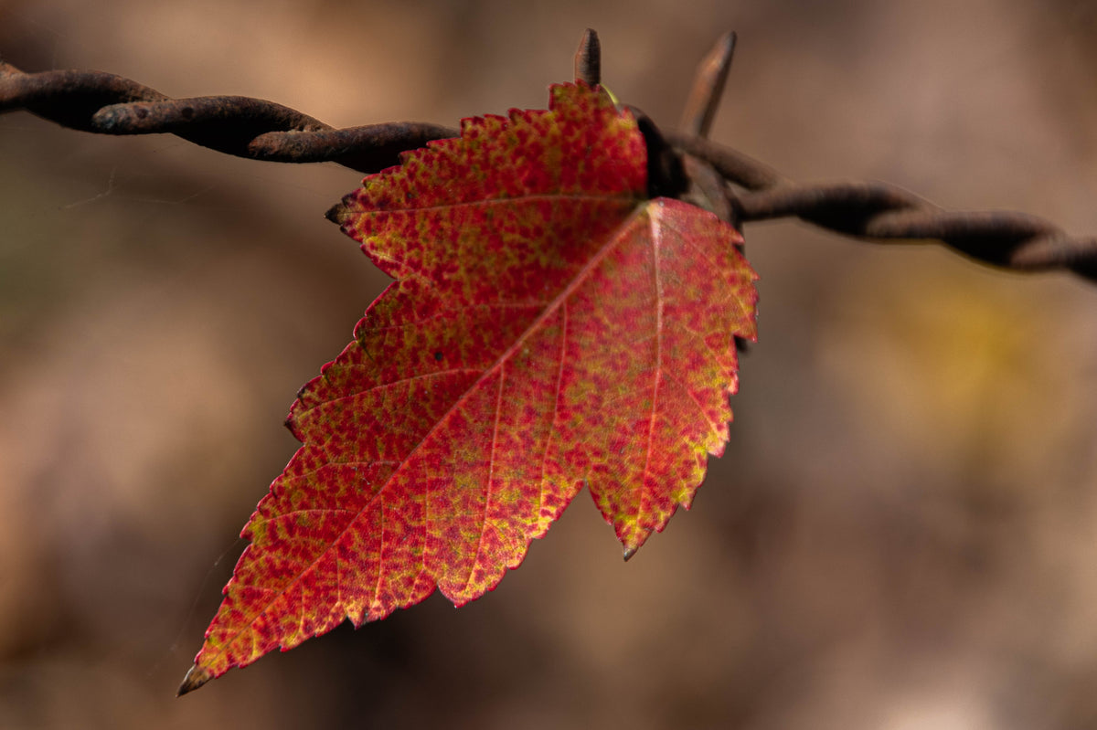Caught Between Seasons