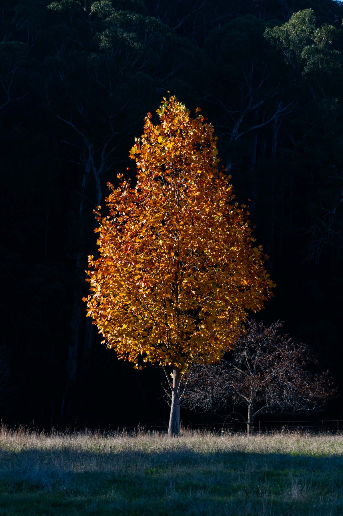 Luminous Solitude