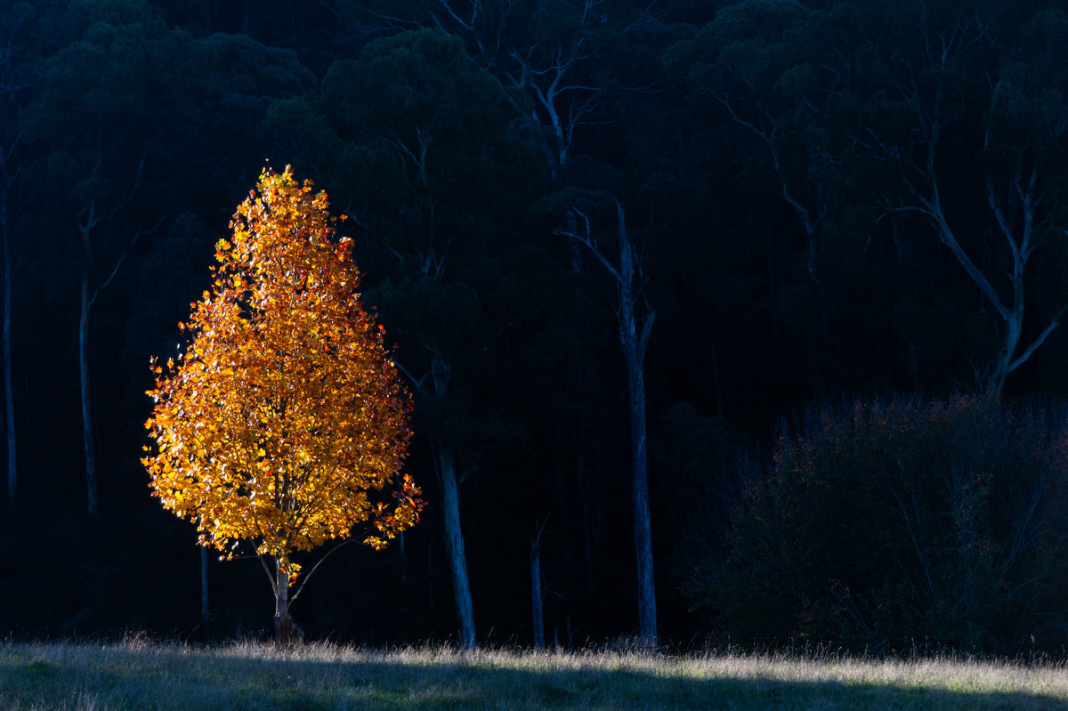 Edge of Light