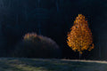 Golden Stillness