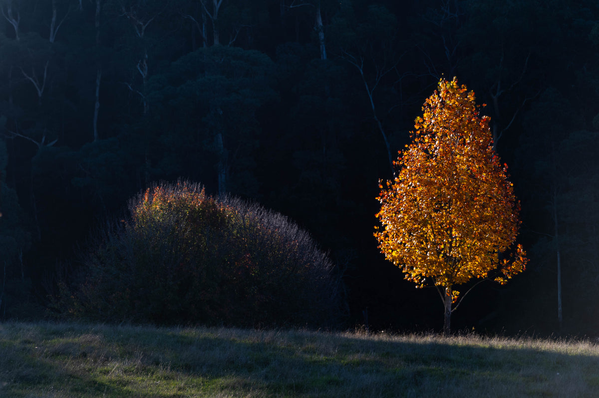 Golden Stillness