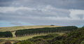 Dividing Line