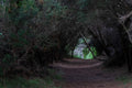 Into the Light