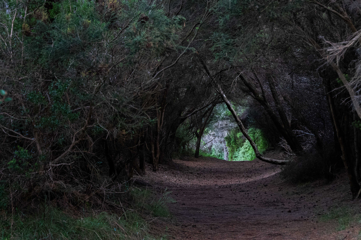 Into the Light