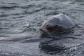 Sea Presence