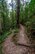 Choice and Journey