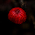 Forest Ruby