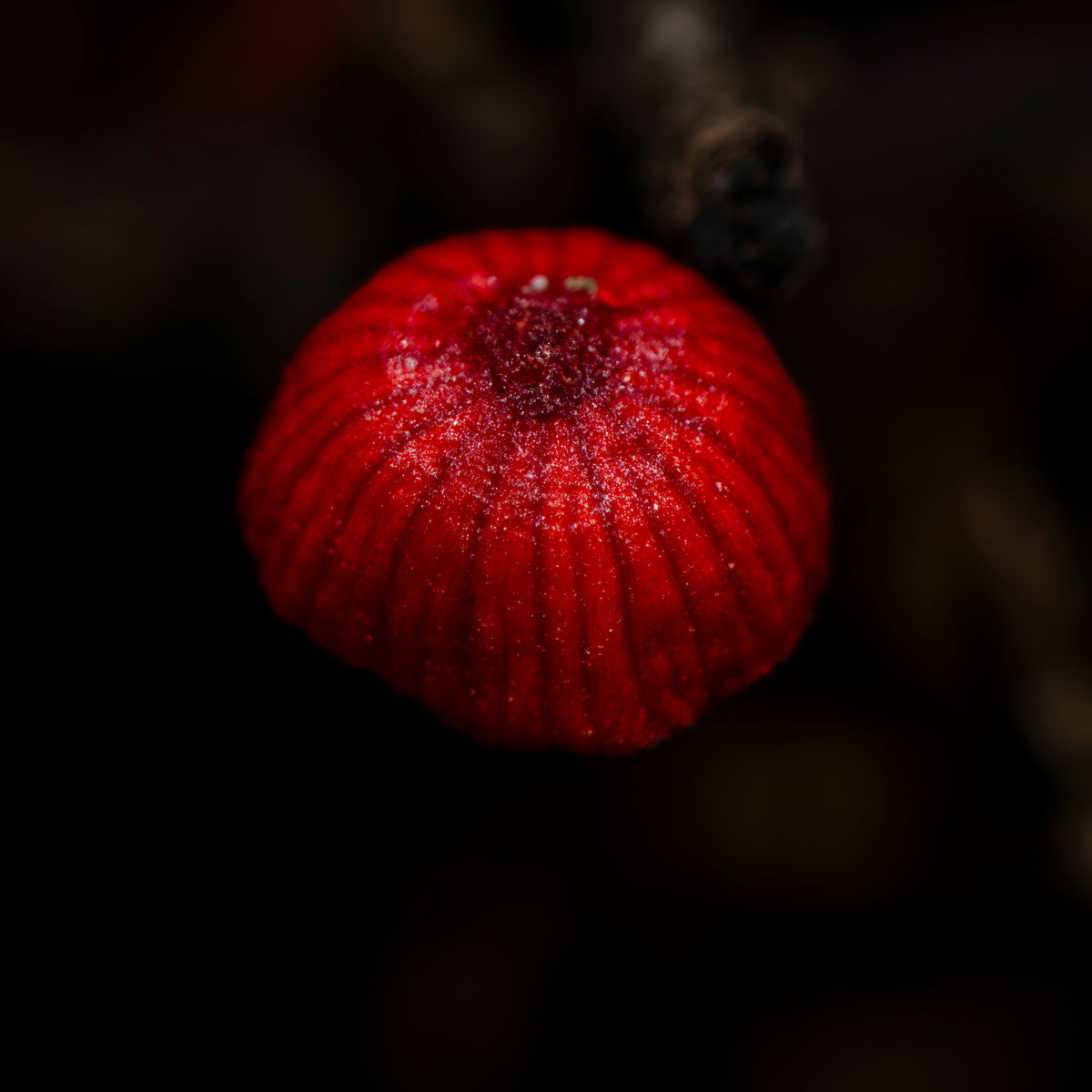 Forest Ruby