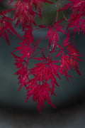 Autumn Fire