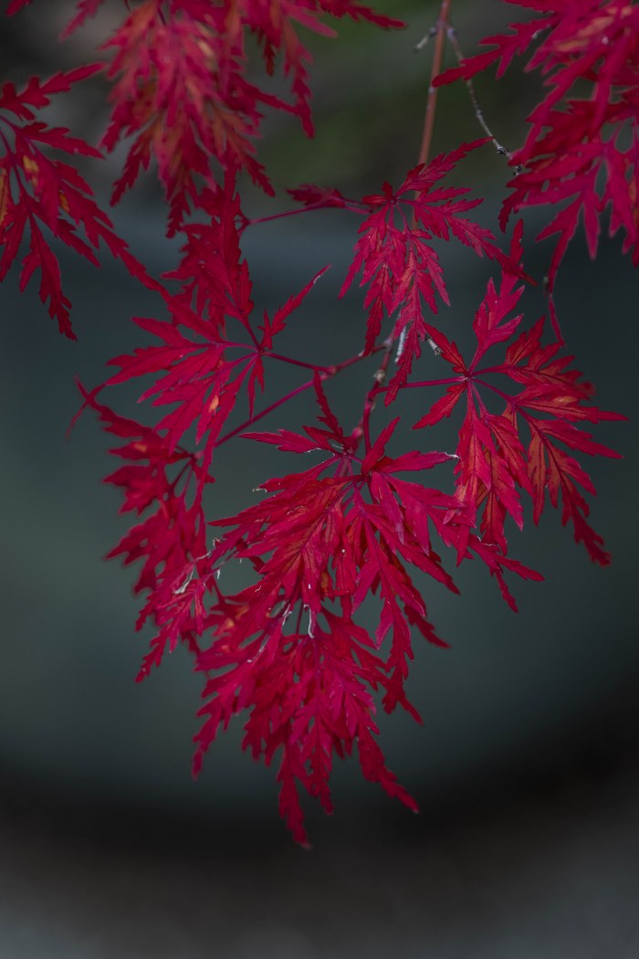 Autumn Fire