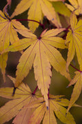 Autumn Gold