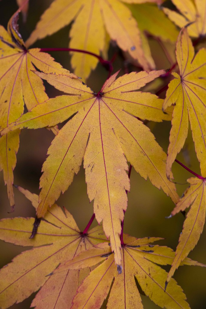 Autumn Gold