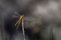 Golden Dragon