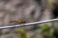 Tightrope Walker