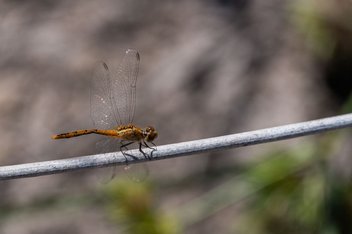 Tightrope Walker