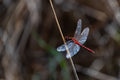 Scarlet Balance