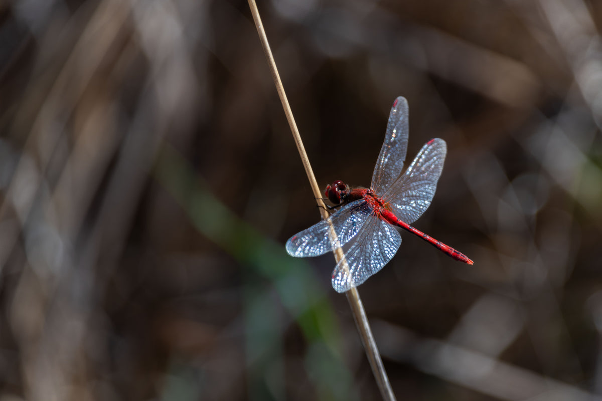 Scarlet Balance