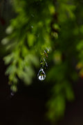 World in a Drop