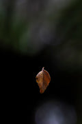 Suspended