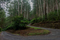 Into the Forest