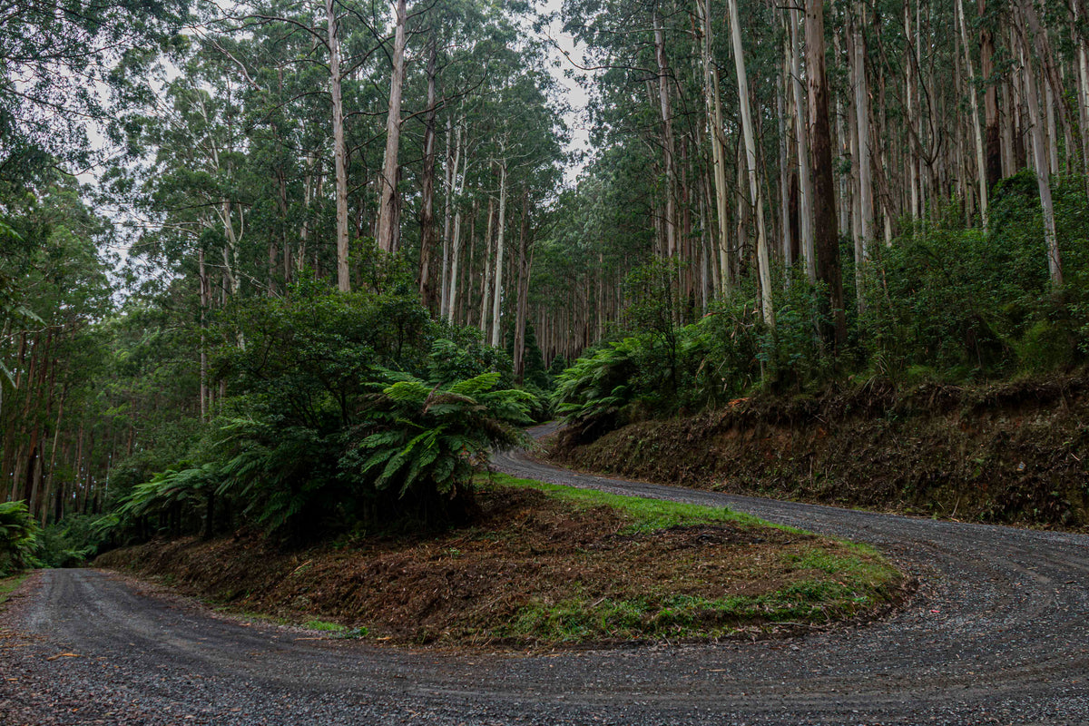 Into the Forest