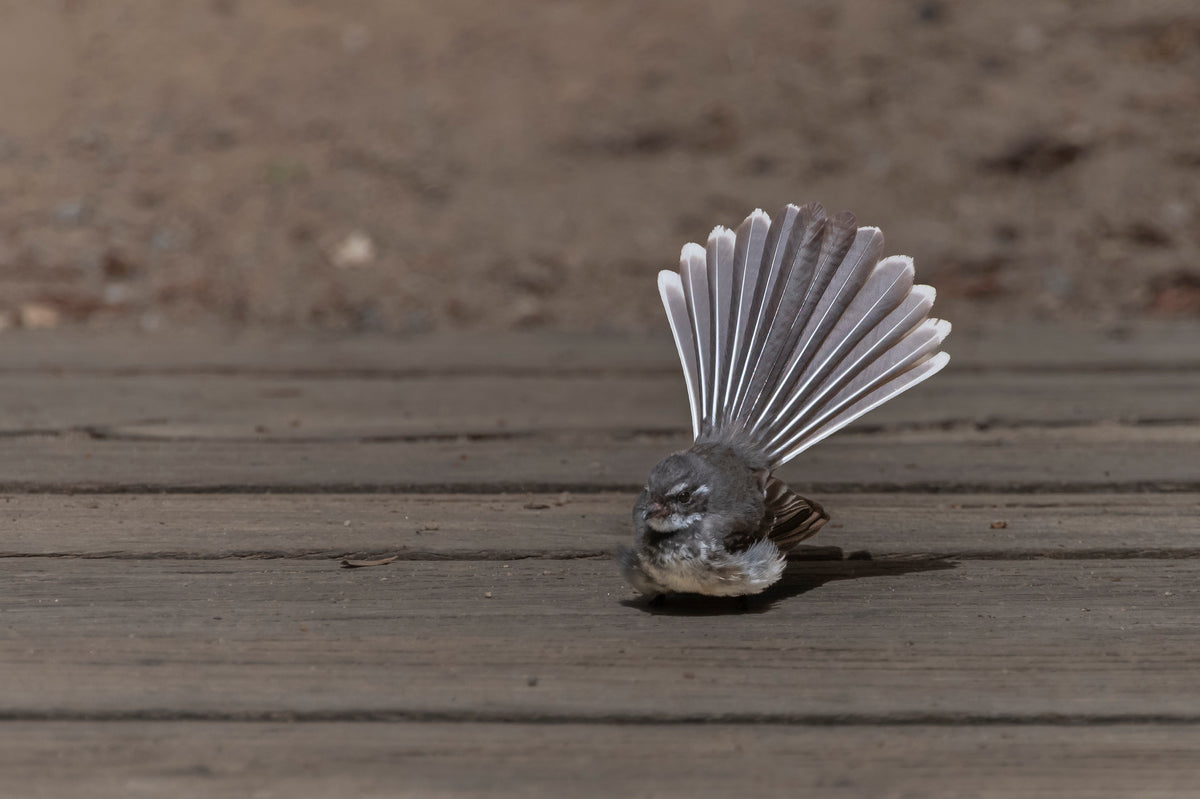 Fan Dancer