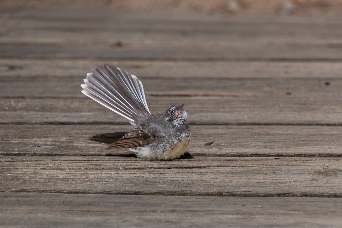 Fantail Serenade