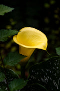 Golden Elegance