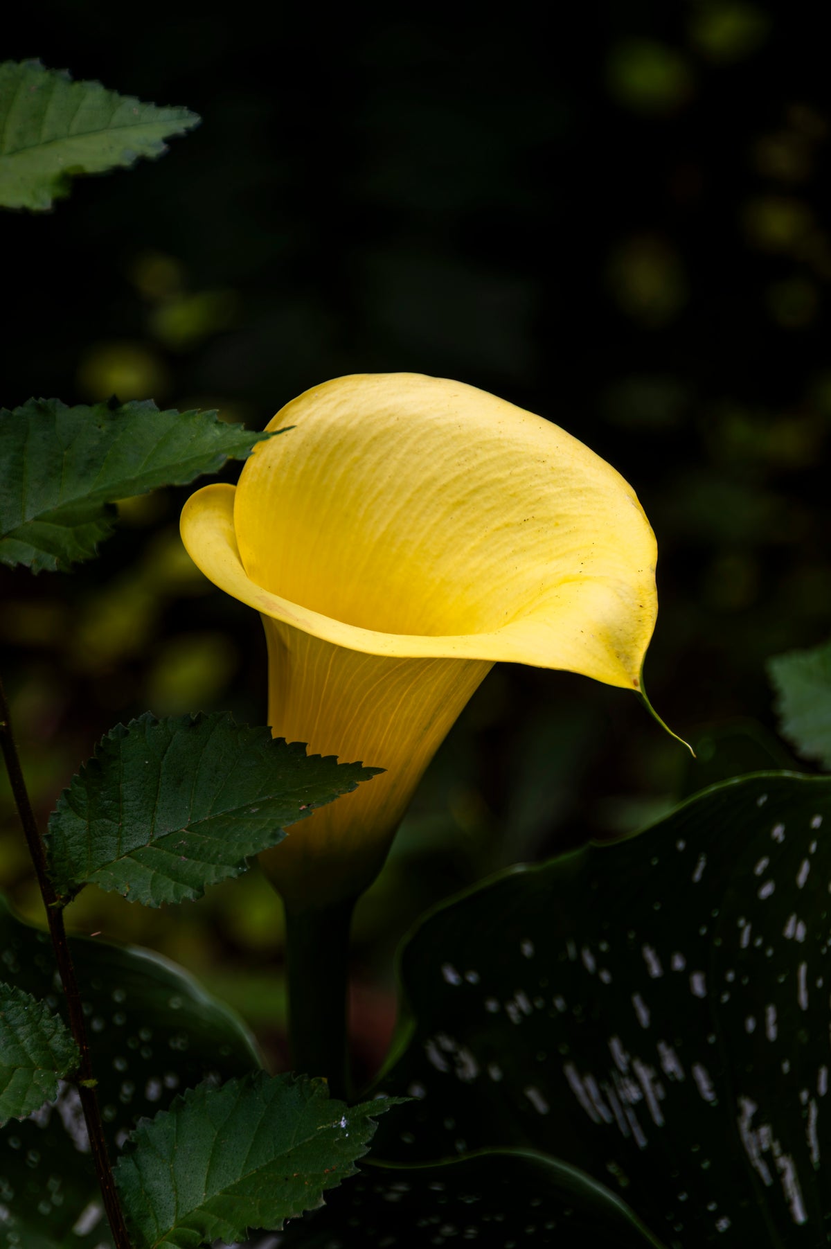 Golden Elegance