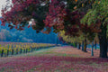 Autumn Along the Vines