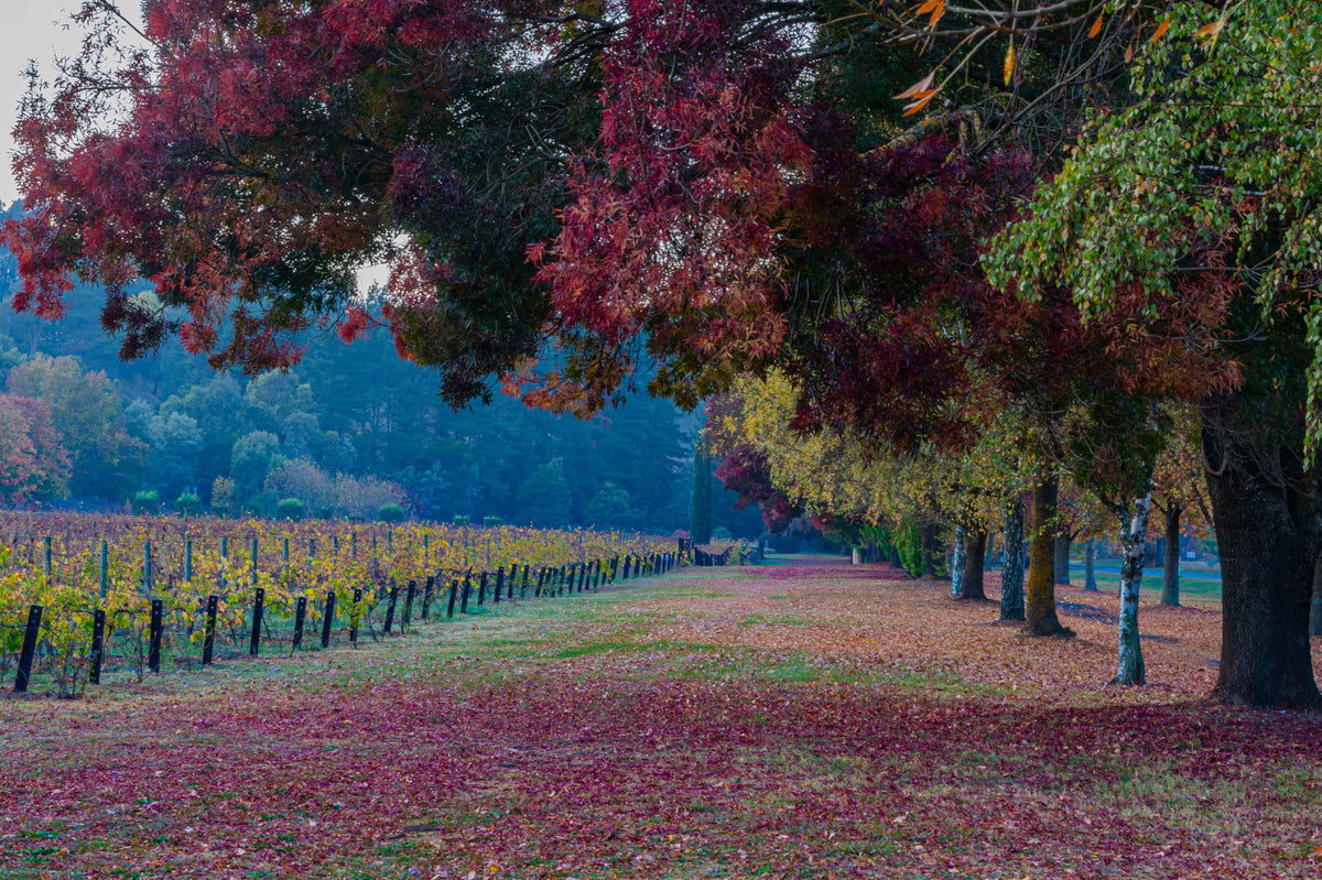 Autumn Along the Vines