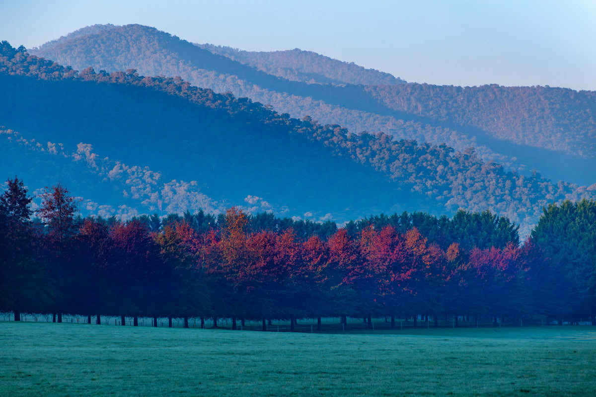 Layers of Autumn Light