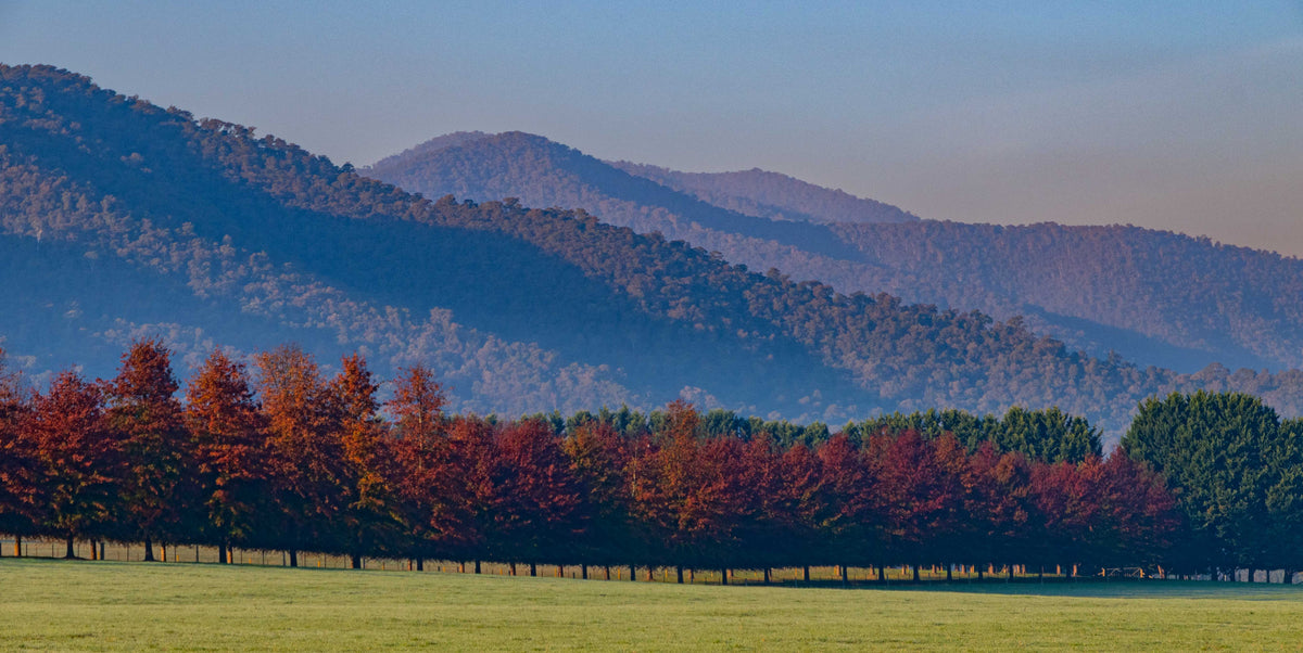 Autumn Horizon