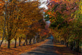 The Long Walk