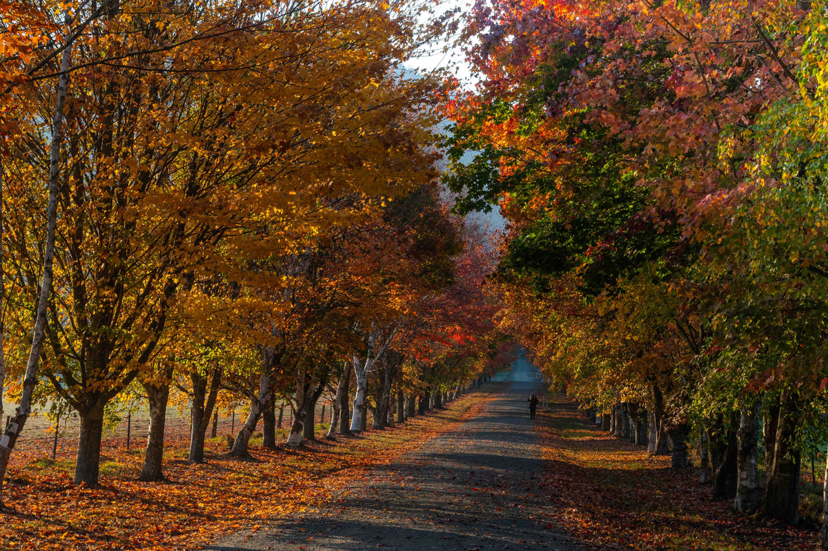 The Long Walk