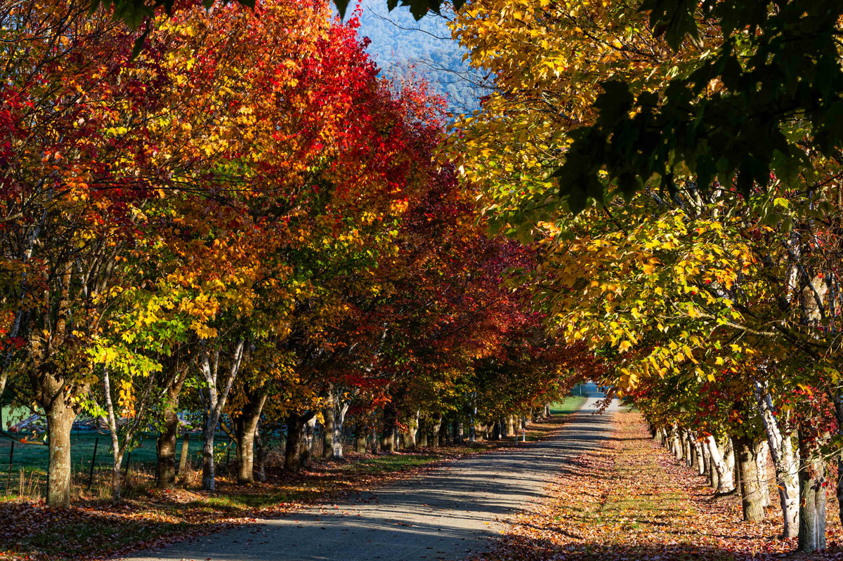 Autumn’s Edge