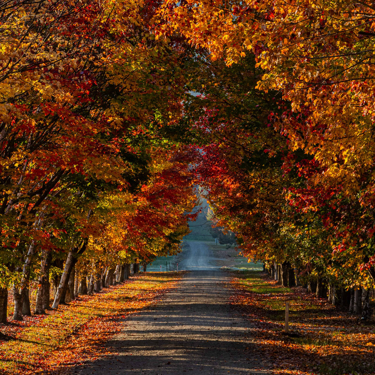 Autumn Tunnel
